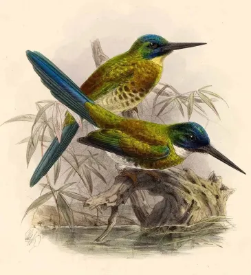 File:Galbula leucogastra Keulemans.jpg