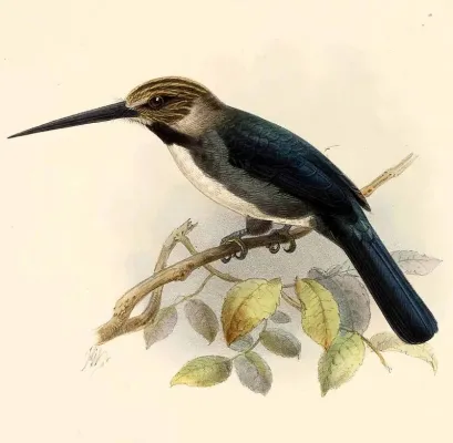 File:Jacamaralcyon tridactyla Keulemans.jpg