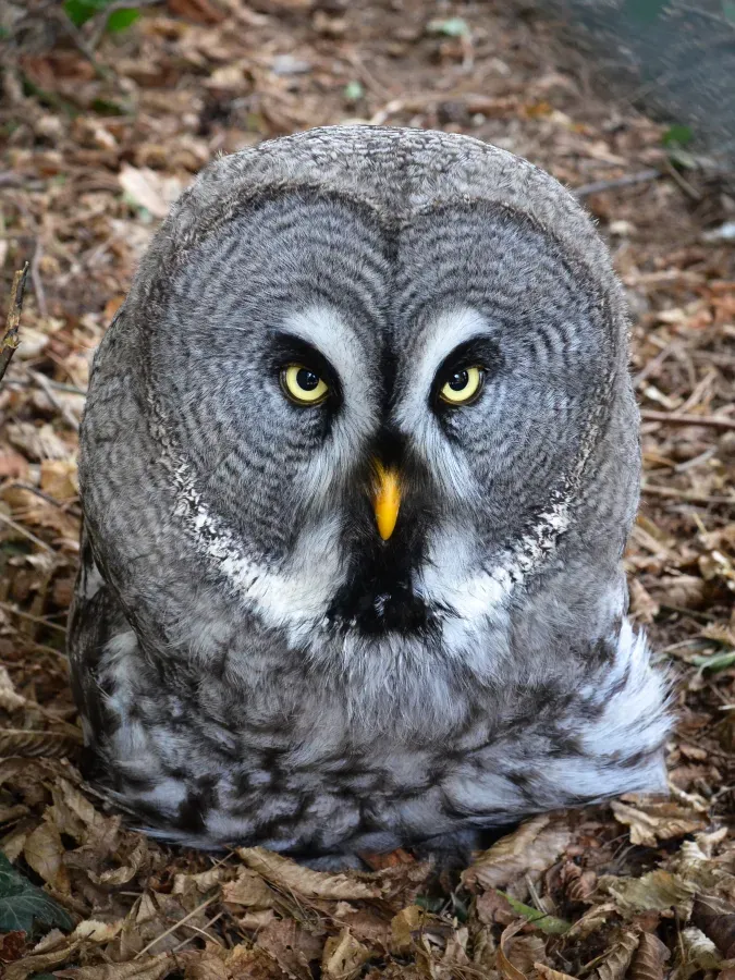 File:Bartkauz - Great Grey Owl (Strix nebulosa) - Weltvogelpark Walsrode 2012-004.jpg