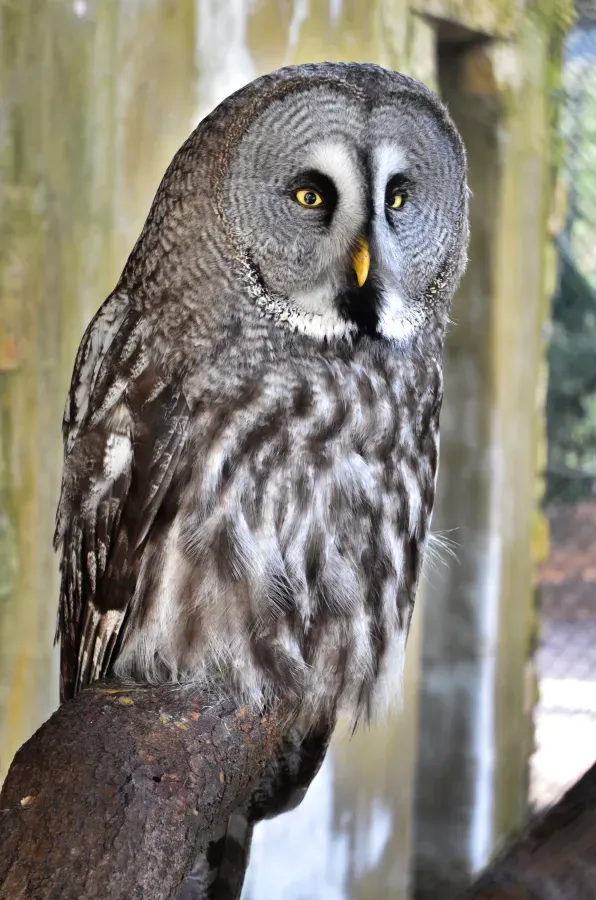 File:Bartkauz - Great Grey Owl (Strix nebulosa) - Weltvogelpark Walsrode 2012-006.jpg