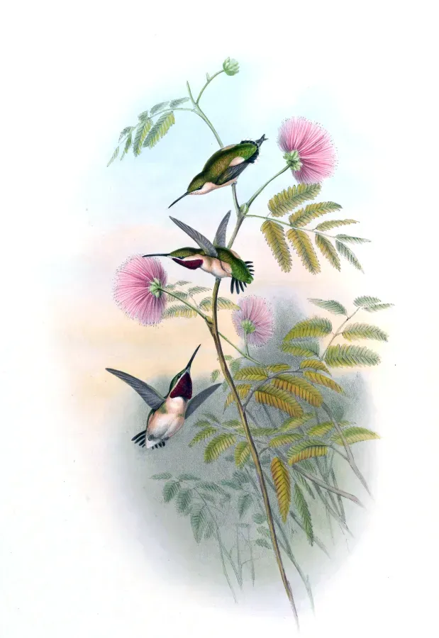 File:Myrmia micrura.jpg