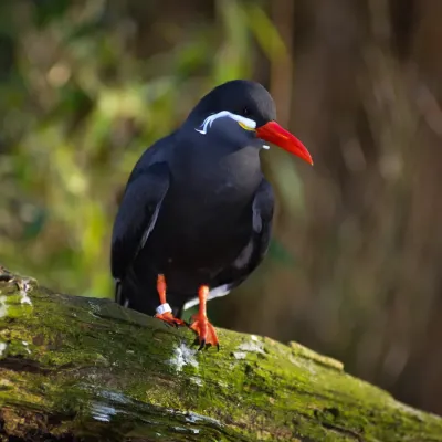 File:Larosterna inca (Inca Tern - Inkaseeschwalbe) Weltvogelpark Walsrode 2012-001.jpg