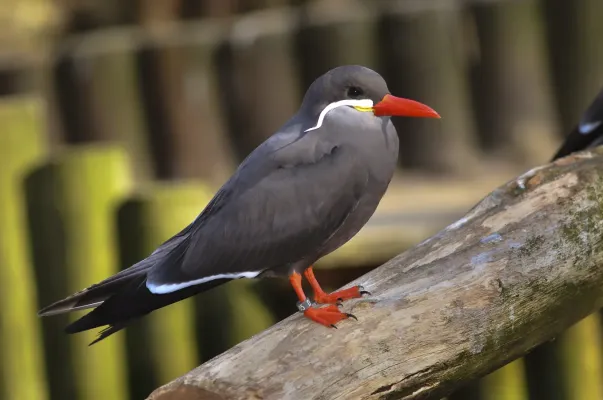 File:Larosterna inca (Inca Tern - Inkaseeschwalbe) Weltvogelpark Walsrode 2012-002.jpg