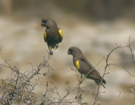 File:Poicephalus meyeri damarensis 1.jpg