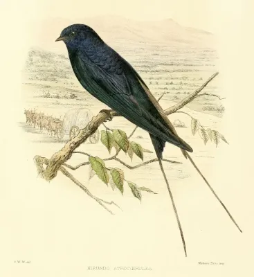 File:Blue Swallow - Hirundo atrocaerulea.jpg