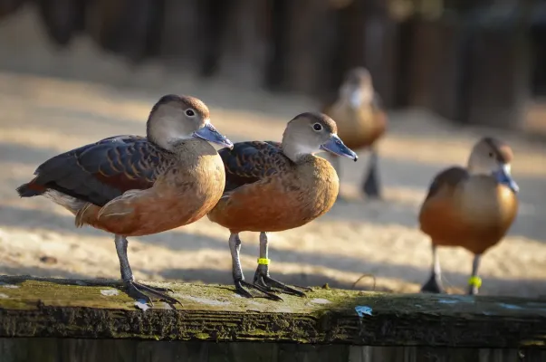 File:Dendrocygna javanica (Lesser Whistling Duck - Zwergpfeifgans) Weltvogelpark Walsrode 2012-008.jpg