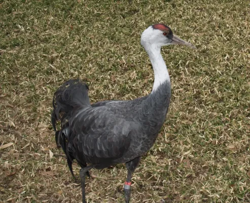 File:Grus monacha Phila Zoo.jpg
