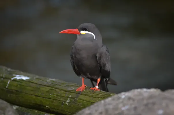 File:Larosterna inca (Inca Tern - Inkaseeschwalbe) Weltvogelpark Walsrode 2012-007.jpg