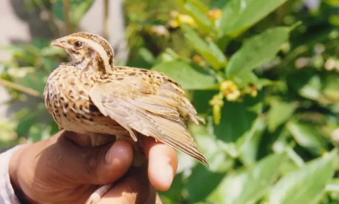 File:Rain Quail Coturnix coromandelica Female Amravati.jpg