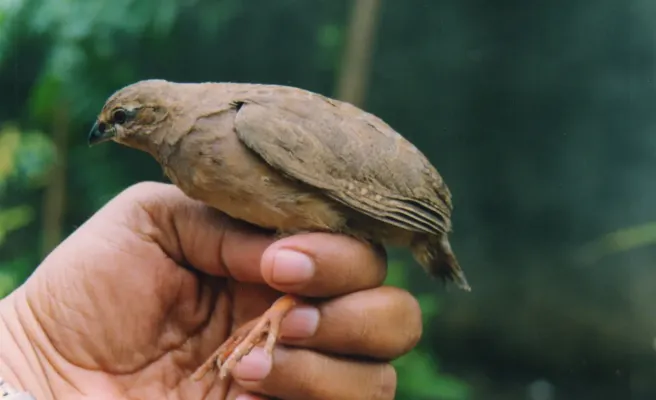 File:Rock Bush Quail Perdicula argoondah Female Amravati. Maharashtra, India.jpg