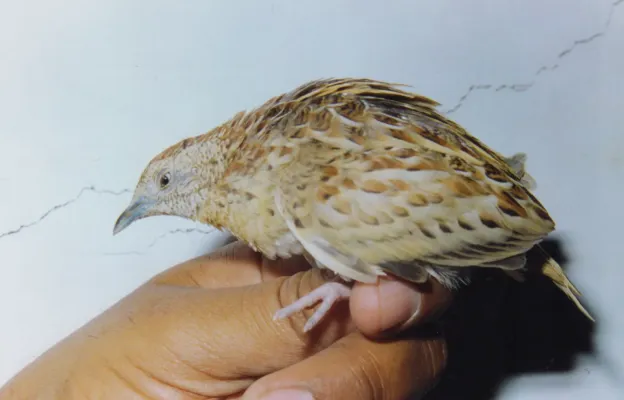 File:Small Buttonquail Turnix sylvaticus Amravati (1). Maharashtra, India.jpg
