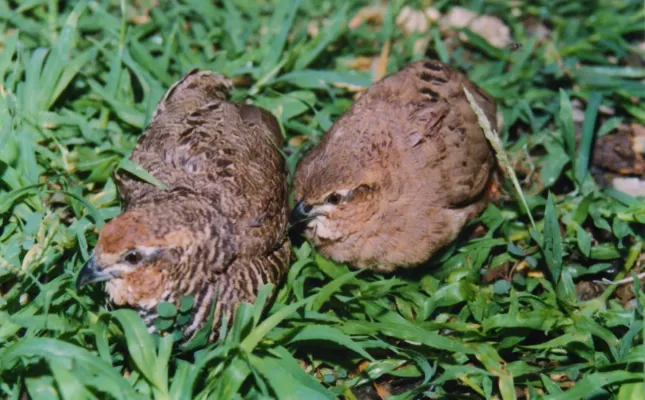 File:Rock Bush Quail Perdicula argoondah Pair Amravati (5). Maharashtra, India.jpg