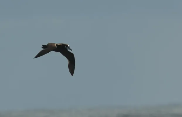 File:Procellaria conspicillata - flying.jpg