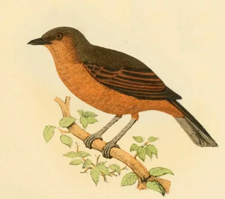 File:Pachycephala vitiensis Finsch.jpg