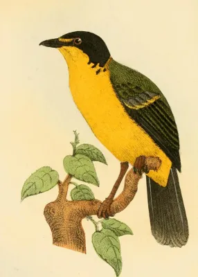 File:Pachycephala graeffii Finsch.jpg