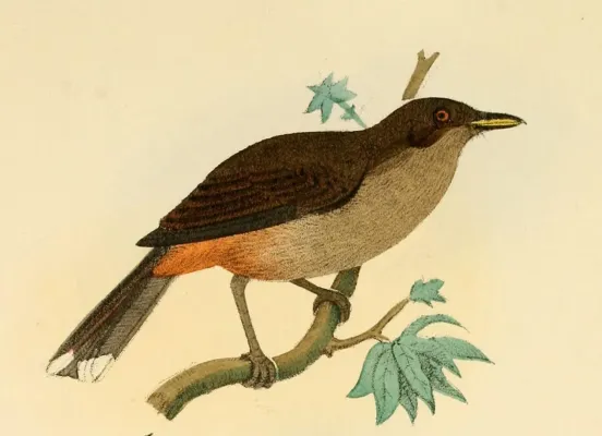 File:Clytorhynchus vitiensis Finsch.jpg