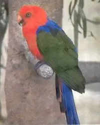 File:Alisterus amboinensis.jpg