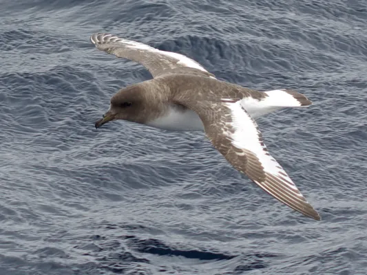 File:Thalassoica antarctica - flying.jpg