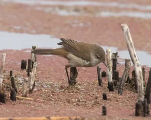 File:Lesser swamp warbler (Acrocephalus gracilirostris), Marievale, 2.jpg