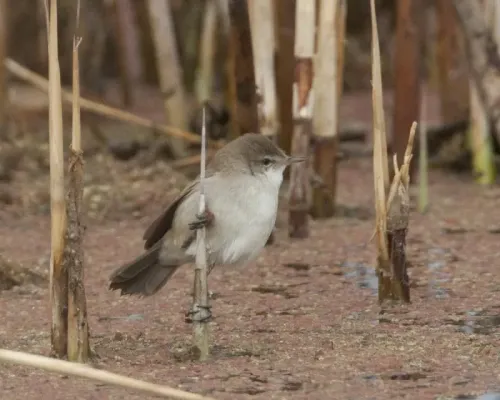 File:Lesser swamp warbler (Acrocephalus gracilirostris), Marievale, 1.jpg