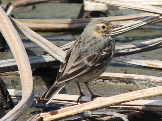 File:Anthus spinoletta japonicus.JPG