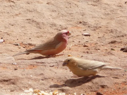 File:Carpodacus synoicus -Jordan -pair-8.jpg