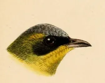 File:Geothlypis aequinoctialis Keulemans.jpg