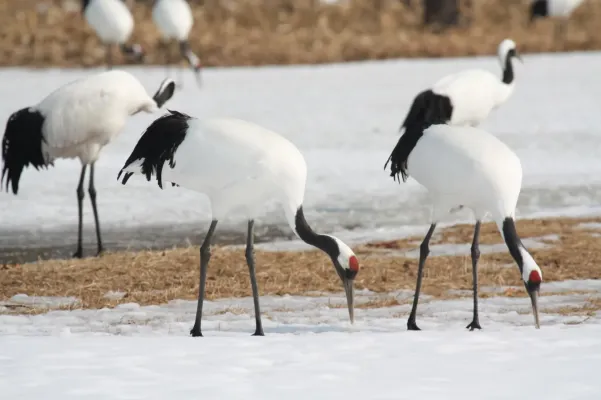 File:Grus japonensis -Hokkaido, Japan -several-8 (1).jpg