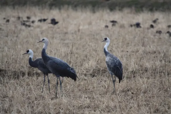 File:Grus monacha -Kyushu, Japan -three-8.jpg