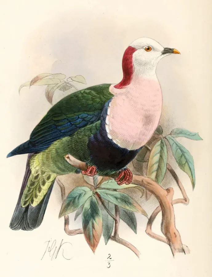 File:PtilinopusDohertyiKeulemans.jpg