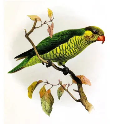 File:TrichoglossusMeyeriSmit.jpg