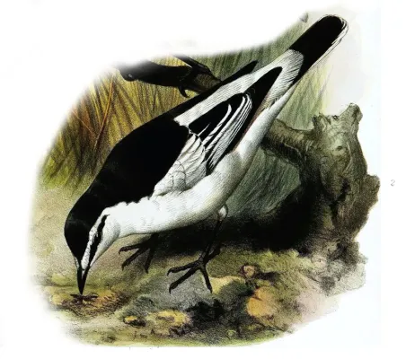 File:Lalage leucopygialis Smit.jpg