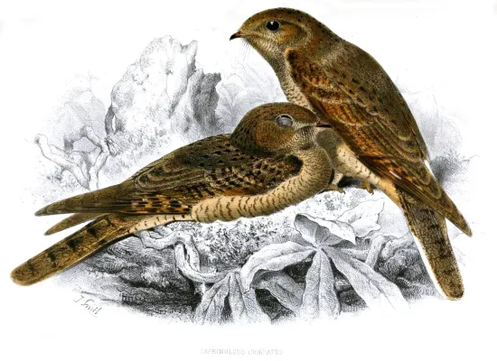 File:Caprimulgus inornatus Smit.jpg