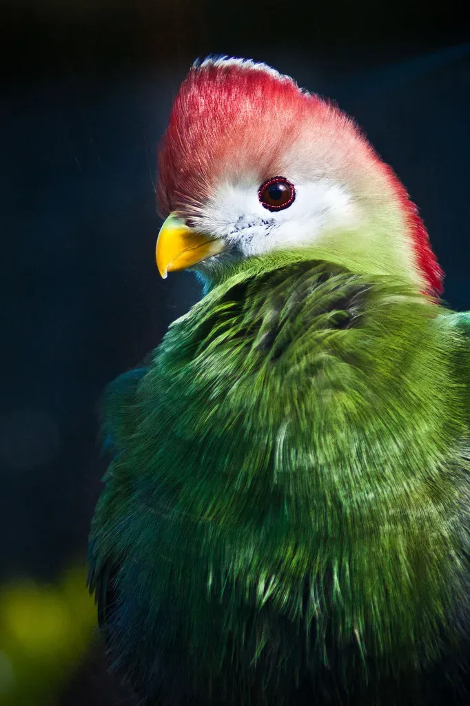 File:Tauraco erythrolophus -Belfast Zoo, Northern Ireland-8a.jpg