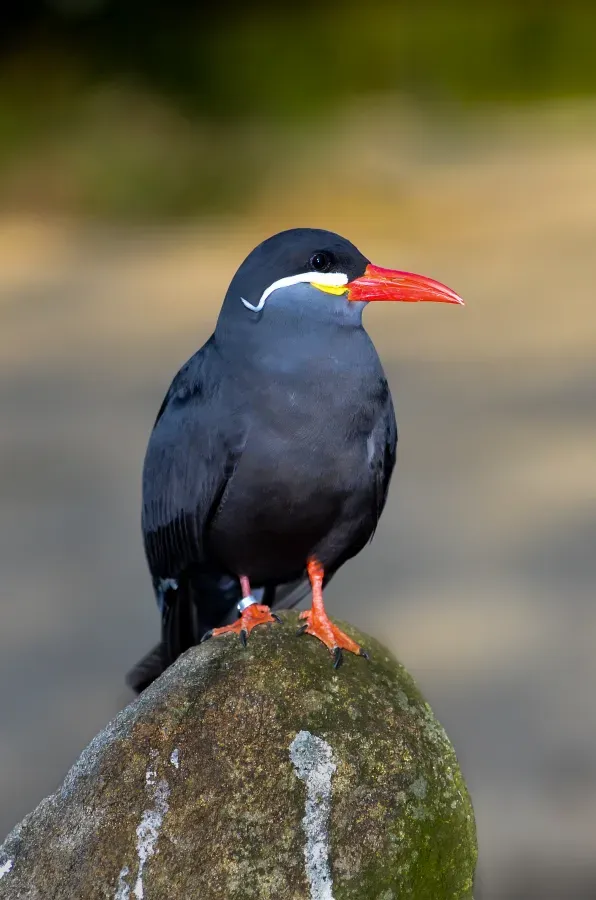 File:Larosterna inca (Inca Tern - Inkaseeschwalbe) Weltvogelpark Walsrode 2012-013.jpg