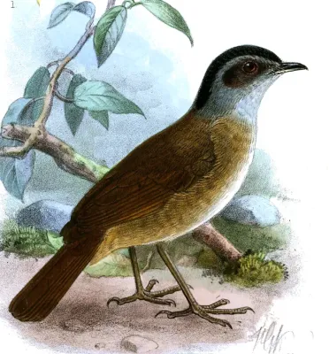 File:Illadopsis cleaveri Keulemans.jpg