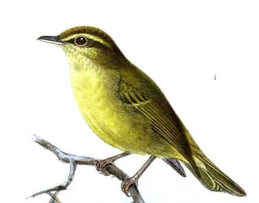 File:Phylloscopus nigrorum Keulemans.jpg