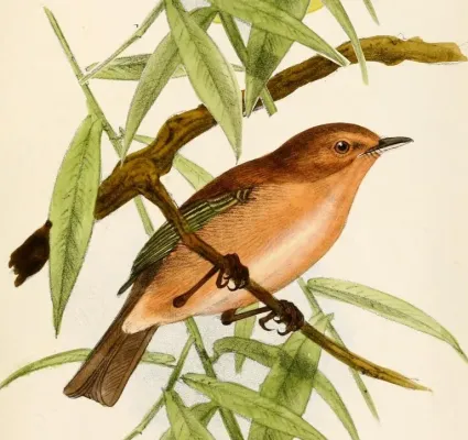 File:Phylloscopus umbrovirens Keulemans.jpg