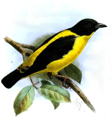 File:Ploceus insignis Keulemans.jpg