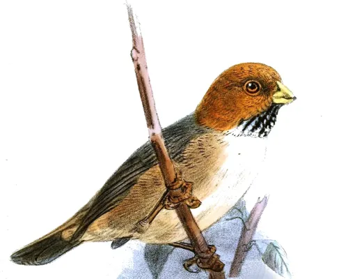 File:Neosuthora davidiana Keulemans.jpg