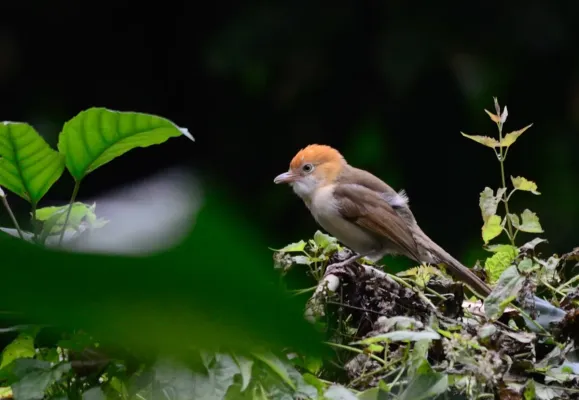 File:Gampsorhynchus rufulus juv.jpg