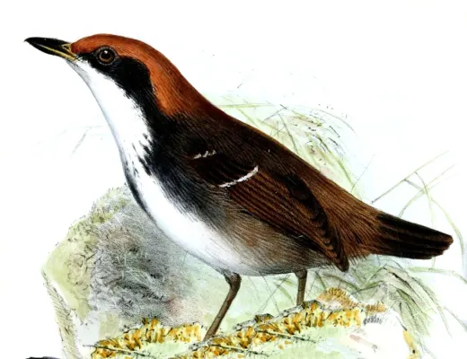 File:Myrmoborus leucophrys leucophrys Wolf.jpg
