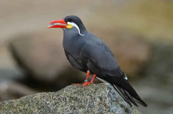 File:Larosterna inca (Inca Tern - Inkaseeschwalbe) Weltvogelpark Walsrode 2012-015.jpg