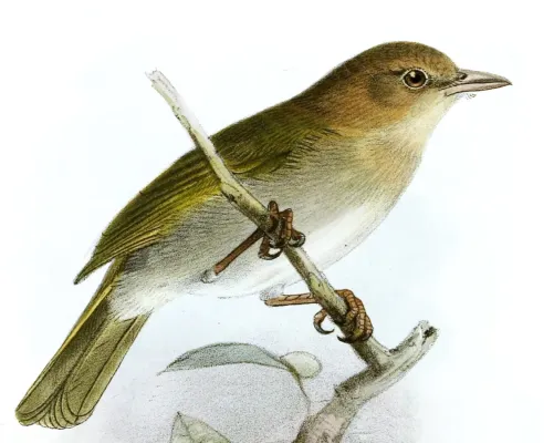 File:Hylophilus brunneiceps Keulemans.jpg