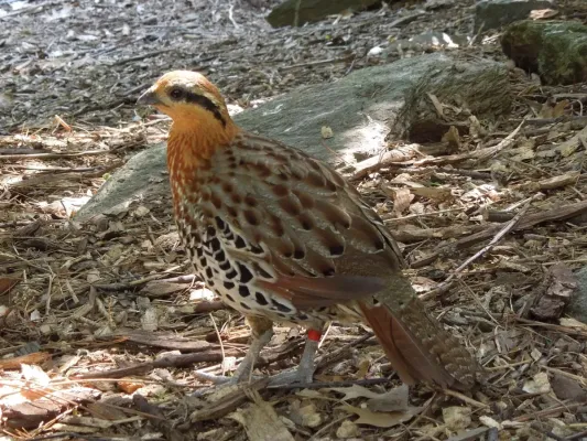 File:Bambusicola fytchii -Smithsonian National Zoo, Washington, USA-8a.jpg