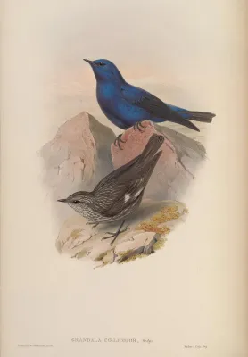 File:Grandala coelicolor John Gould.jpg