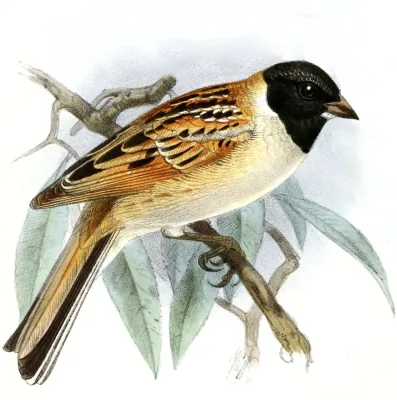 File:Emberiza yessoensis Keulemans.jpg