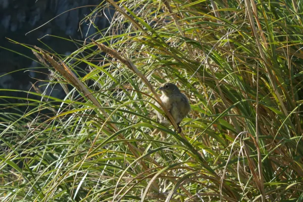 File:Nightingale Bunting Nesospiza questi.jpg