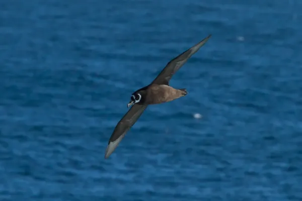 File:Spectacled Petrel, Procellaria conspicillata.jpg