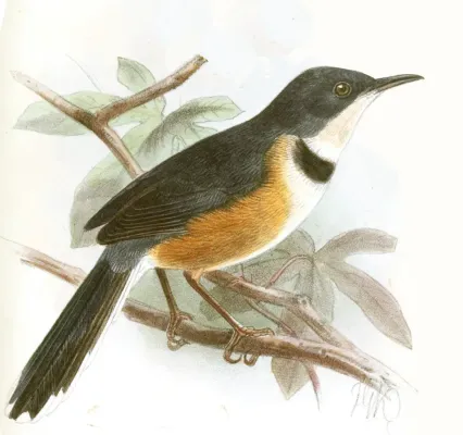 File:Oreolais pulcher Keulemans.jpg